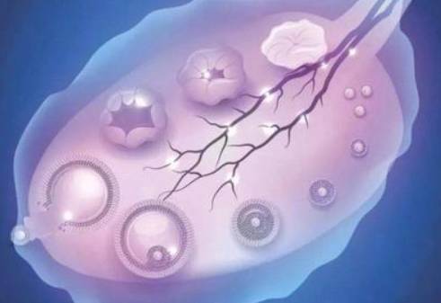 排卵期空卵泡有原因，多半和卵子发育不完全有关